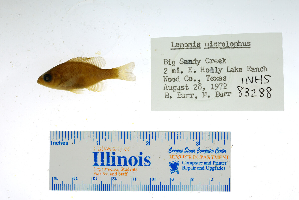 Lepomis microlophus image