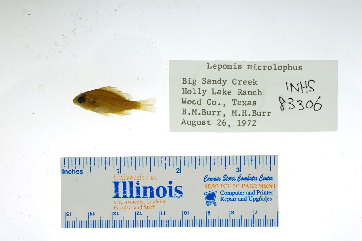 Lepomis microlophus image