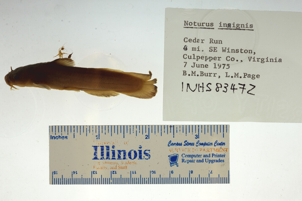 Noturus insignis image