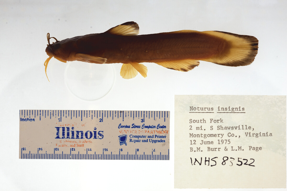 Noturus insignis image