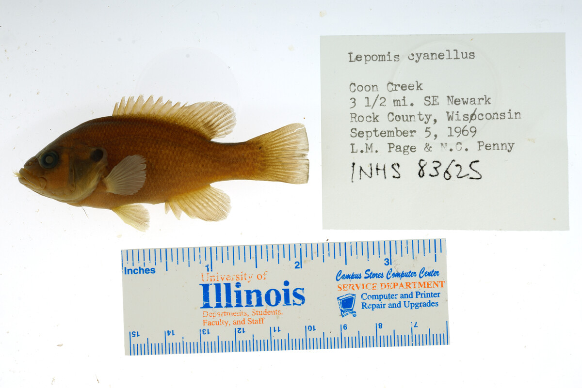 Lepomis image