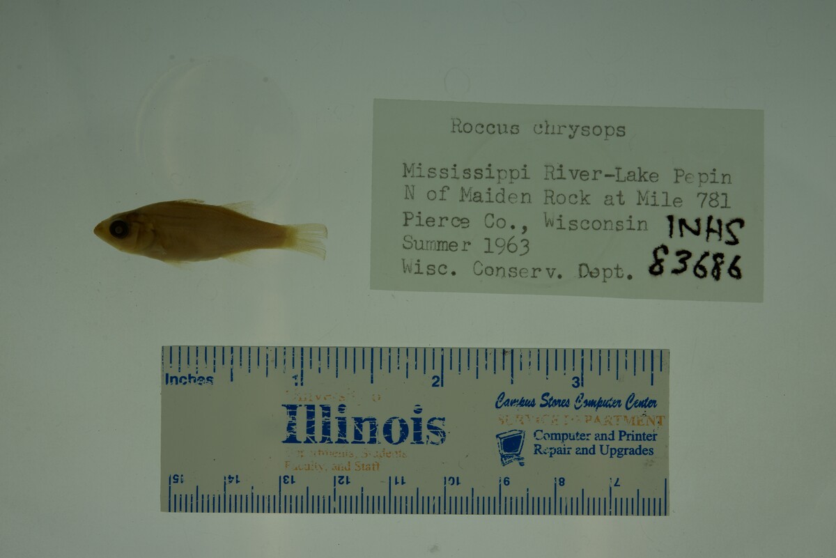 Morone chrysops image