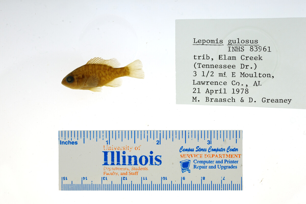 Lepomis gulosus image