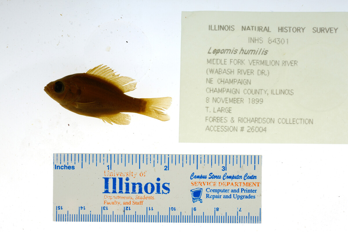 Lepomis humilis image