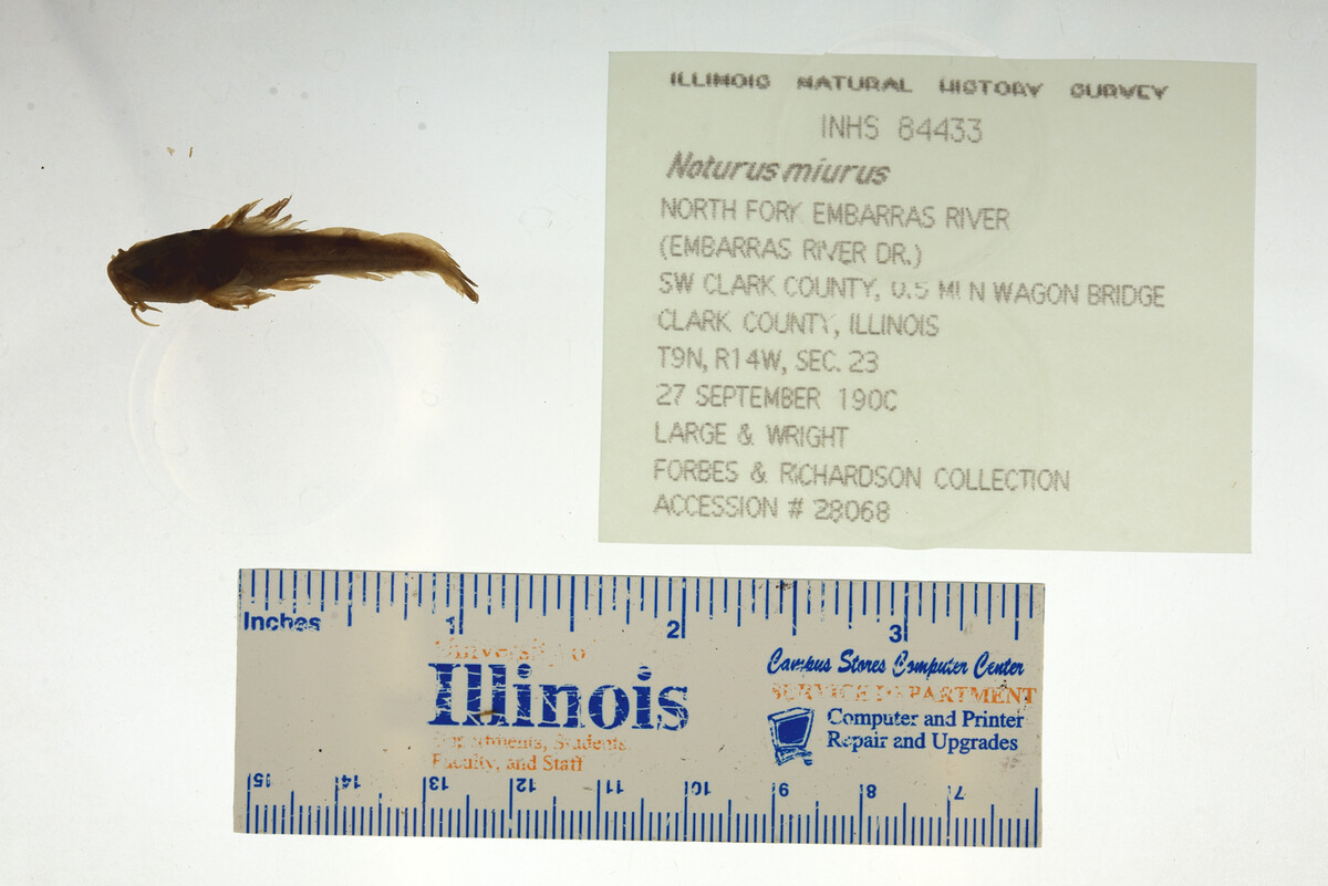 Noturus miurus image
