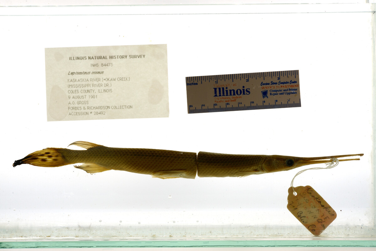 Lepisosteus osseus image