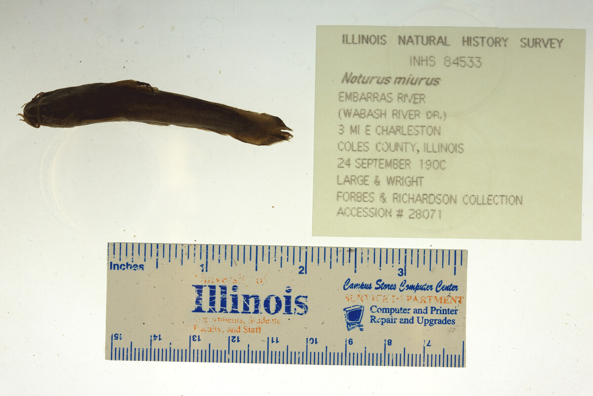 Noturus miurus image