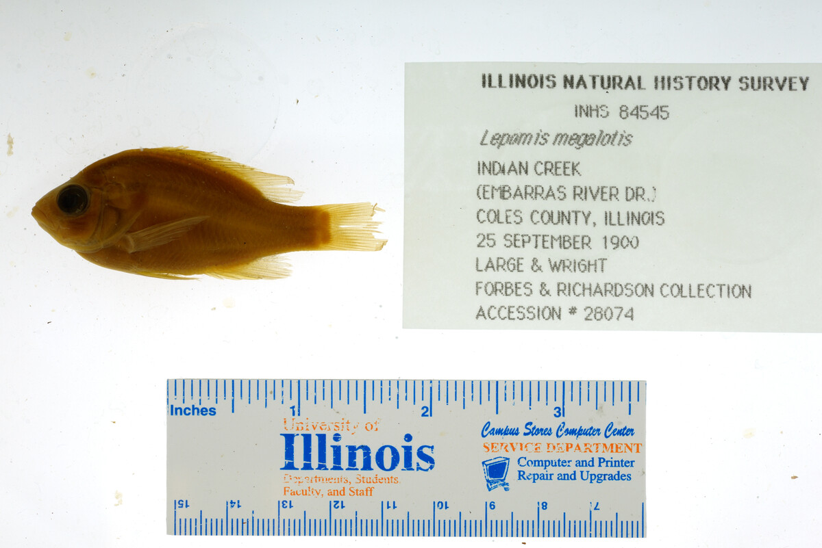 Lepomis image