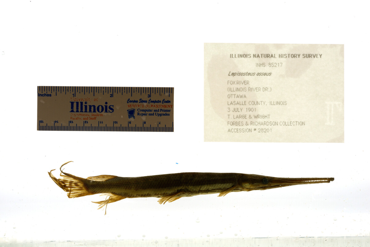 Lepisosteus osseus image