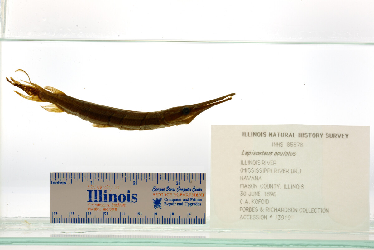 Lepisosteidae image