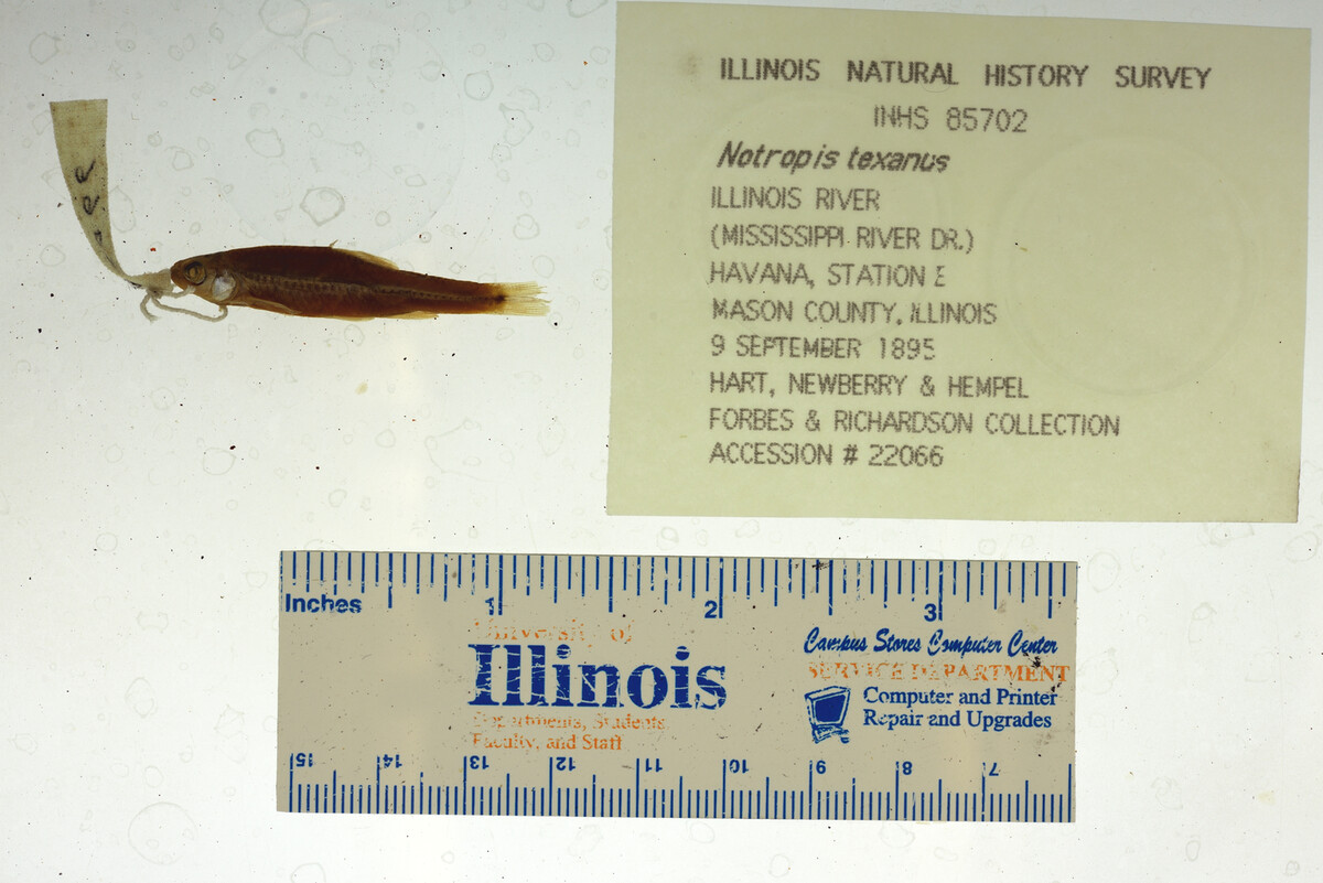 Notropis texanus image