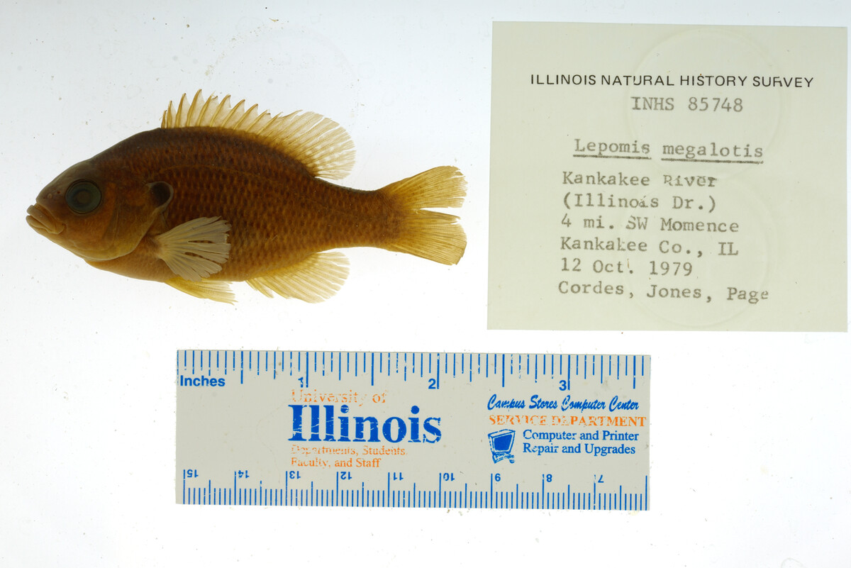 Lepomis gibbosus image