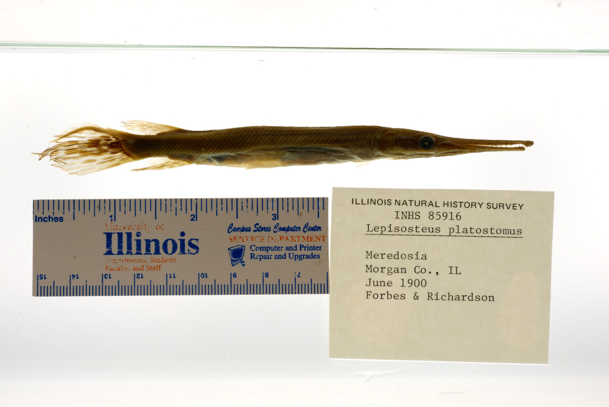 Lepisosteus oculatus image