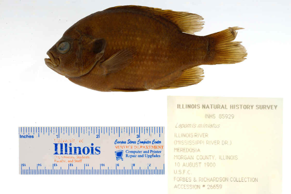 Lepomis miniatus image