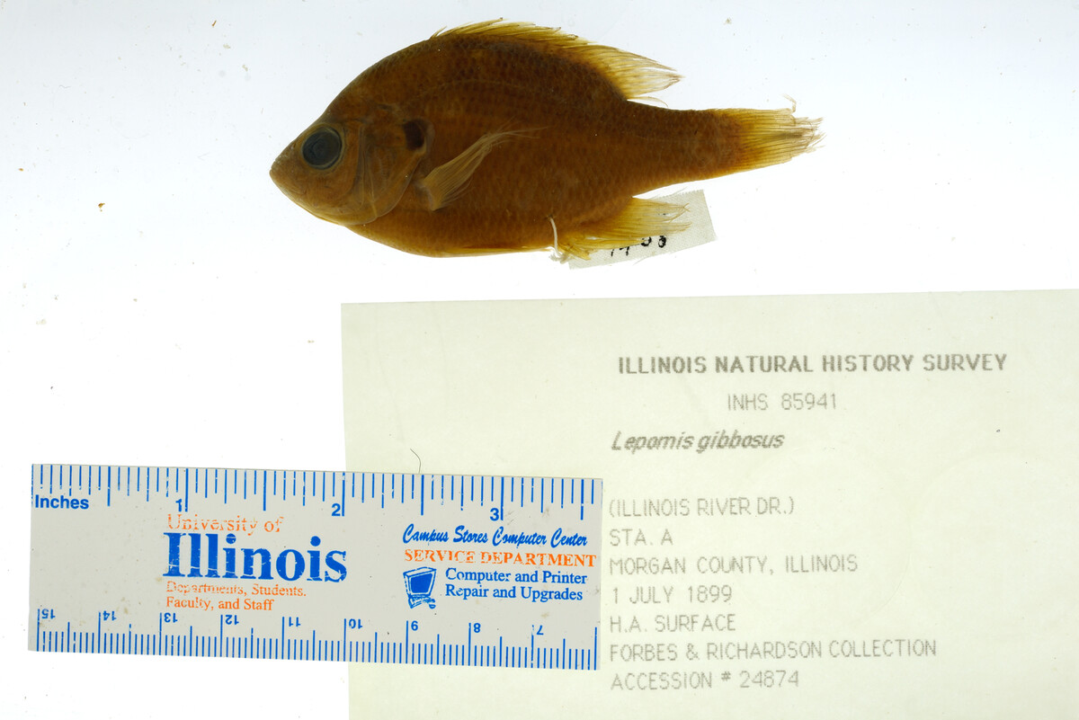 Lepomis gibbosus image