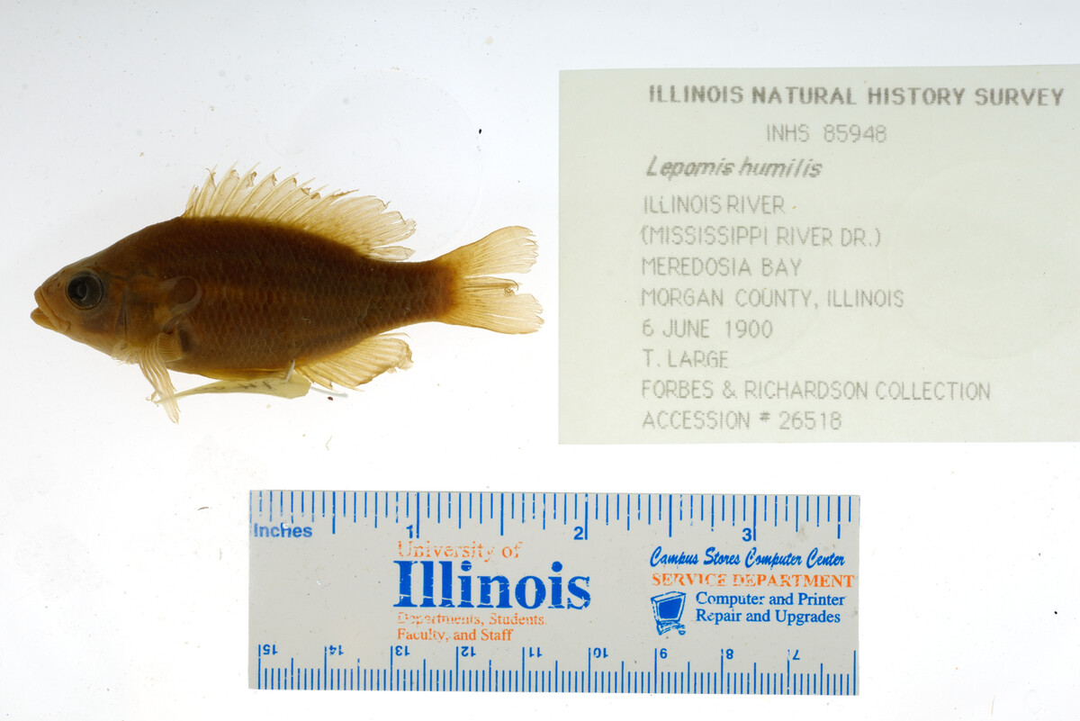 Lepomis humilis image