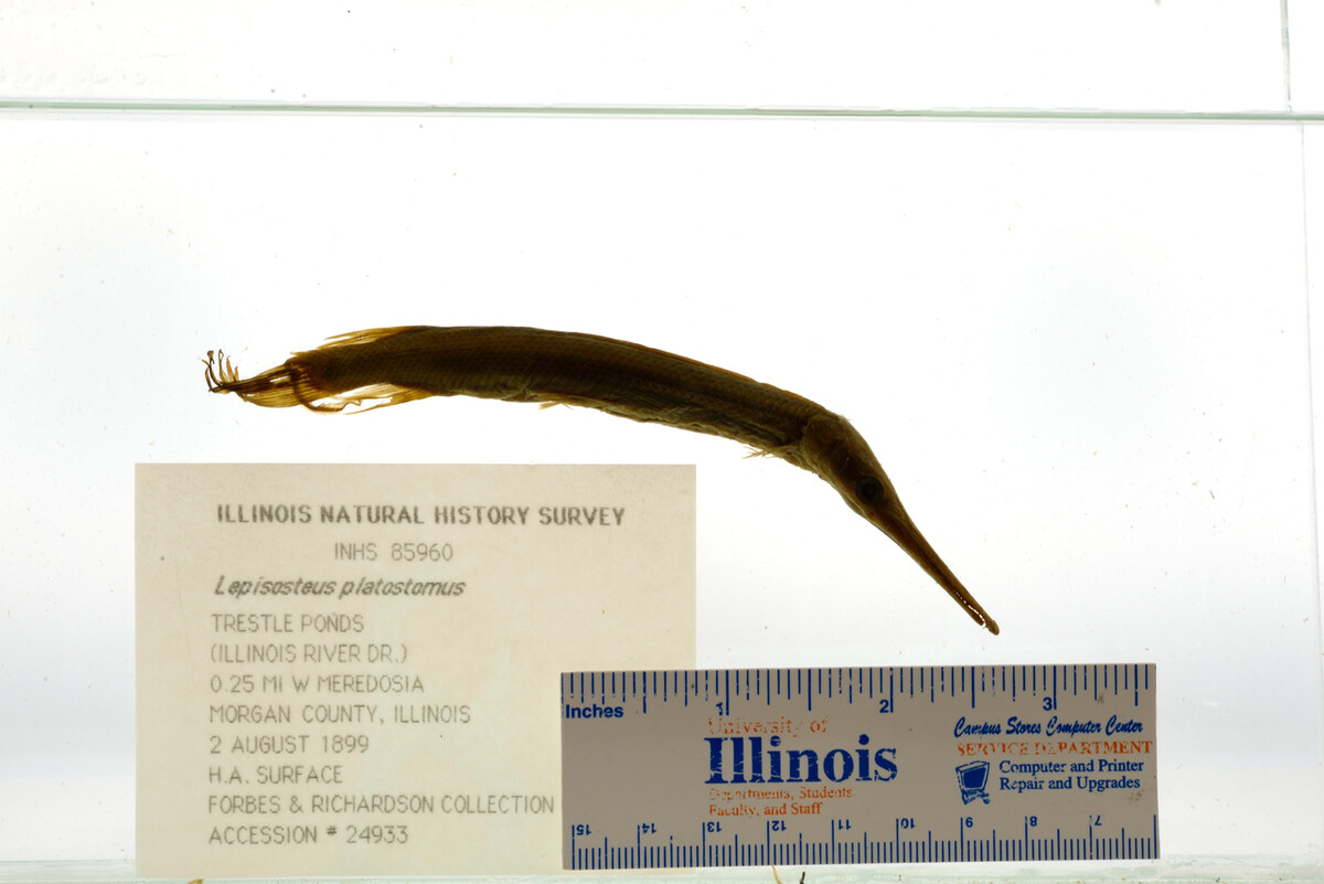 Lepisosteidae image