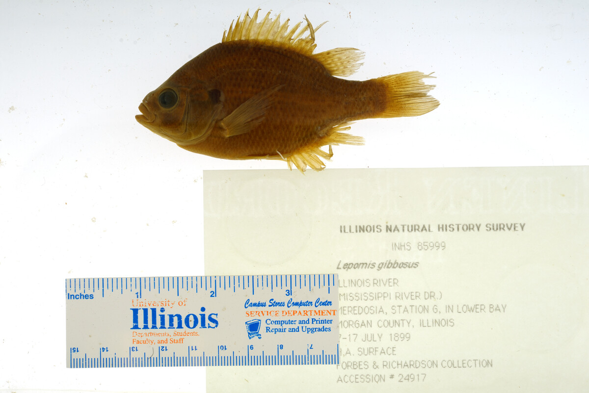 Lepomis gibbosus image