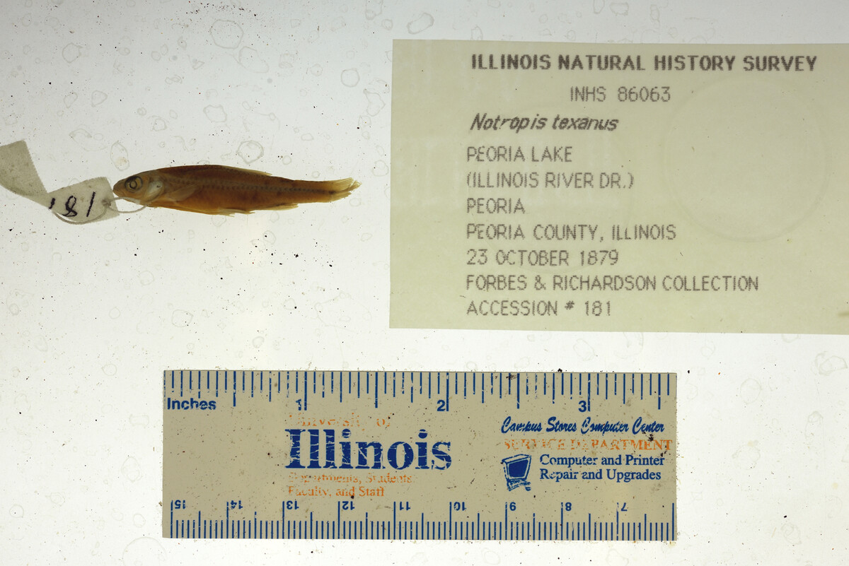Notropis texanus image