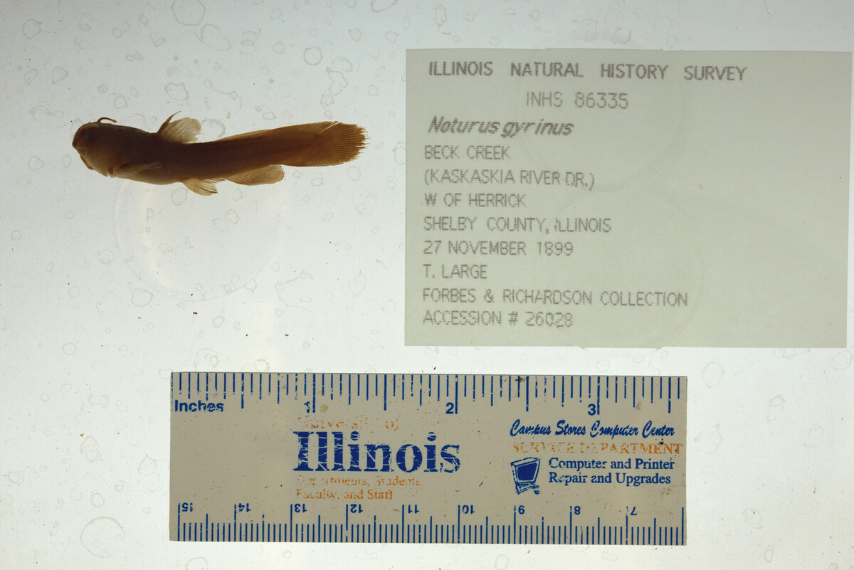 Noturus gyrinus image