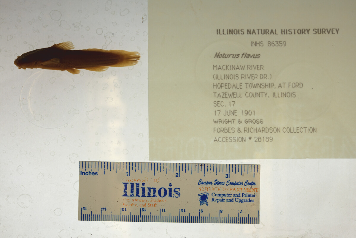 Noturus flavus image