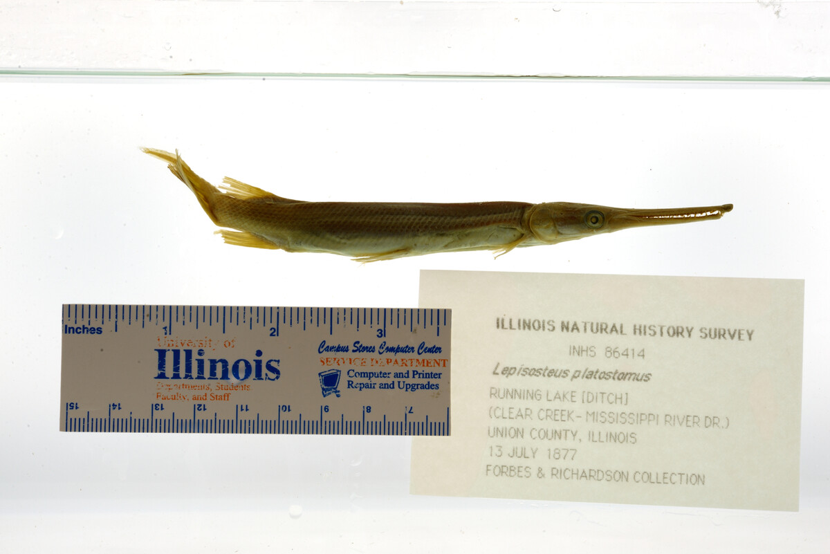 Lepisosteus platostomus image