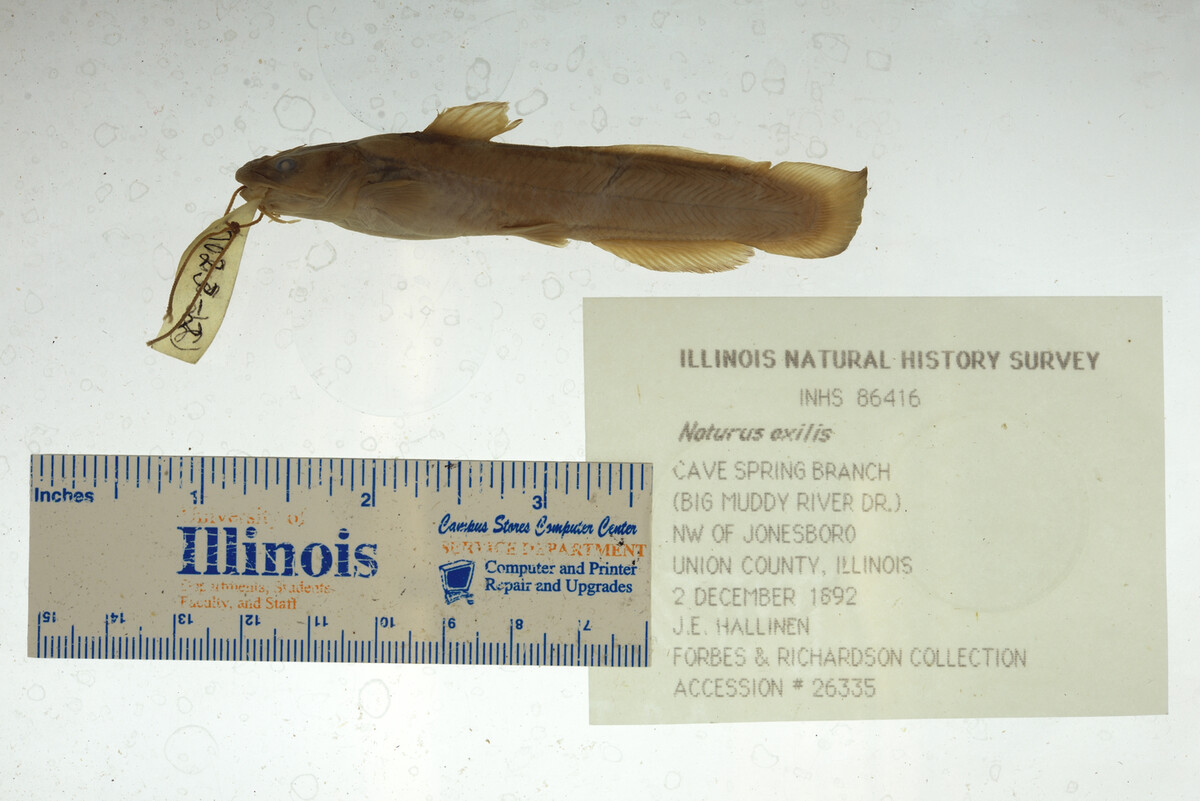 Noturus exilis image