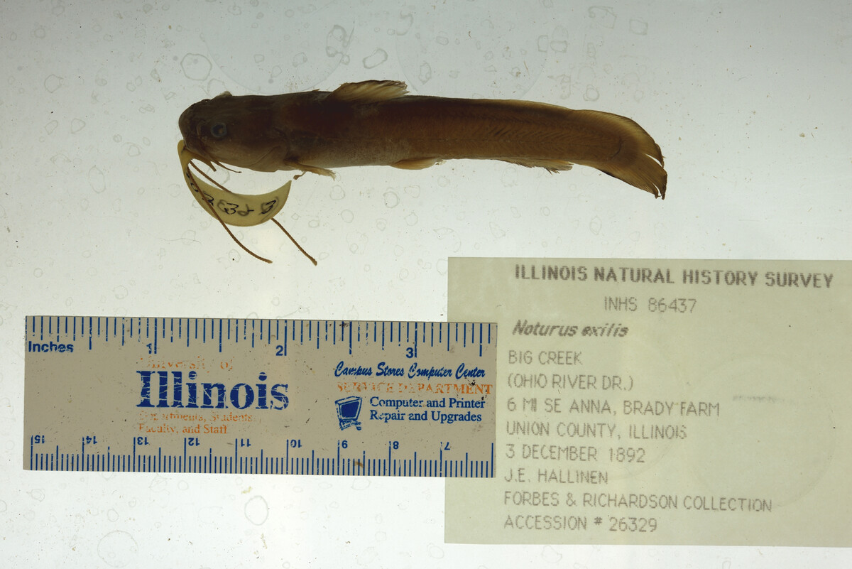 Noturus exilis image