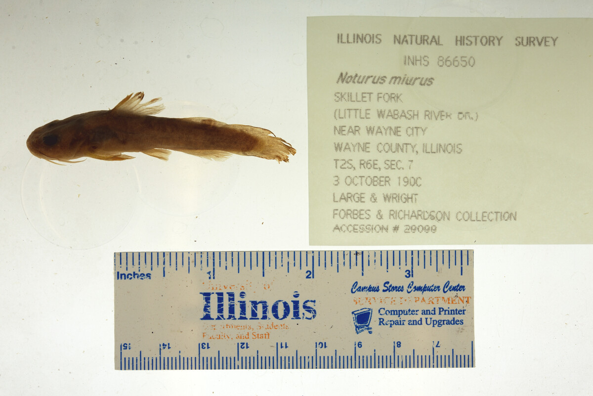 Noturus miurus image