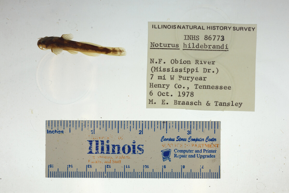 Noturus hildebrandi image