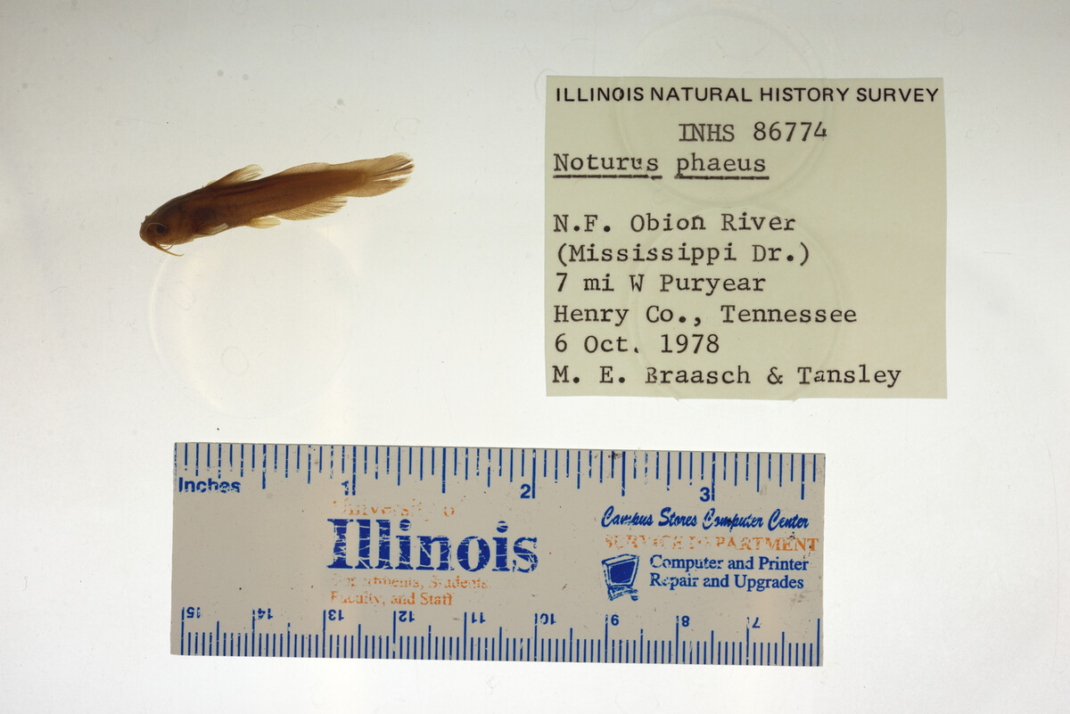 Noturus phaeus image