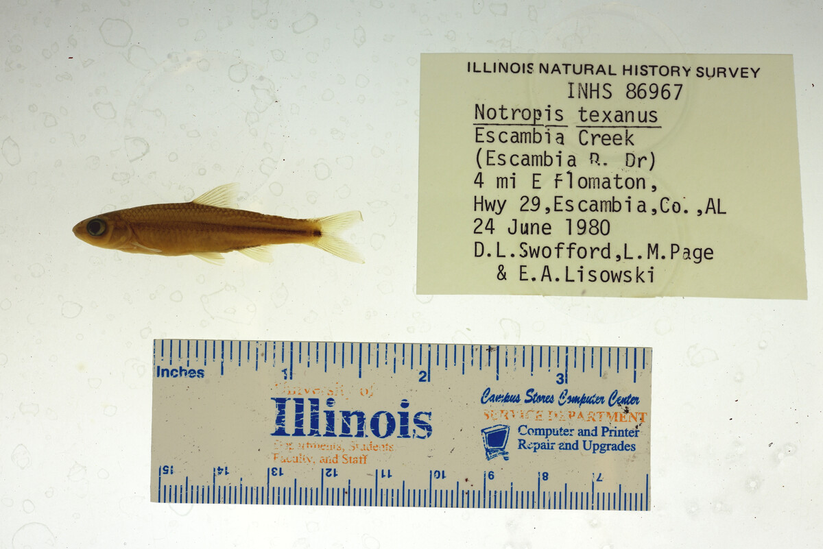 Notropis texanus image