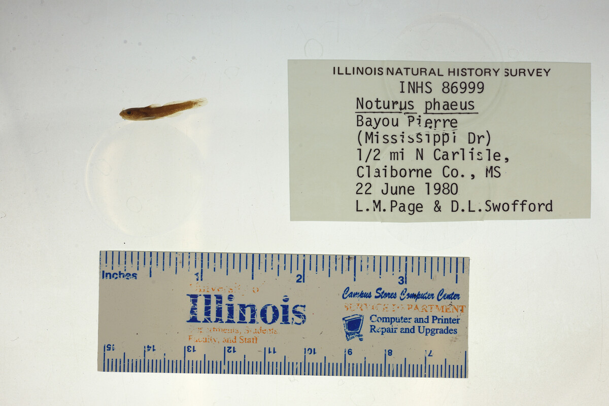 Noturus phaeus image