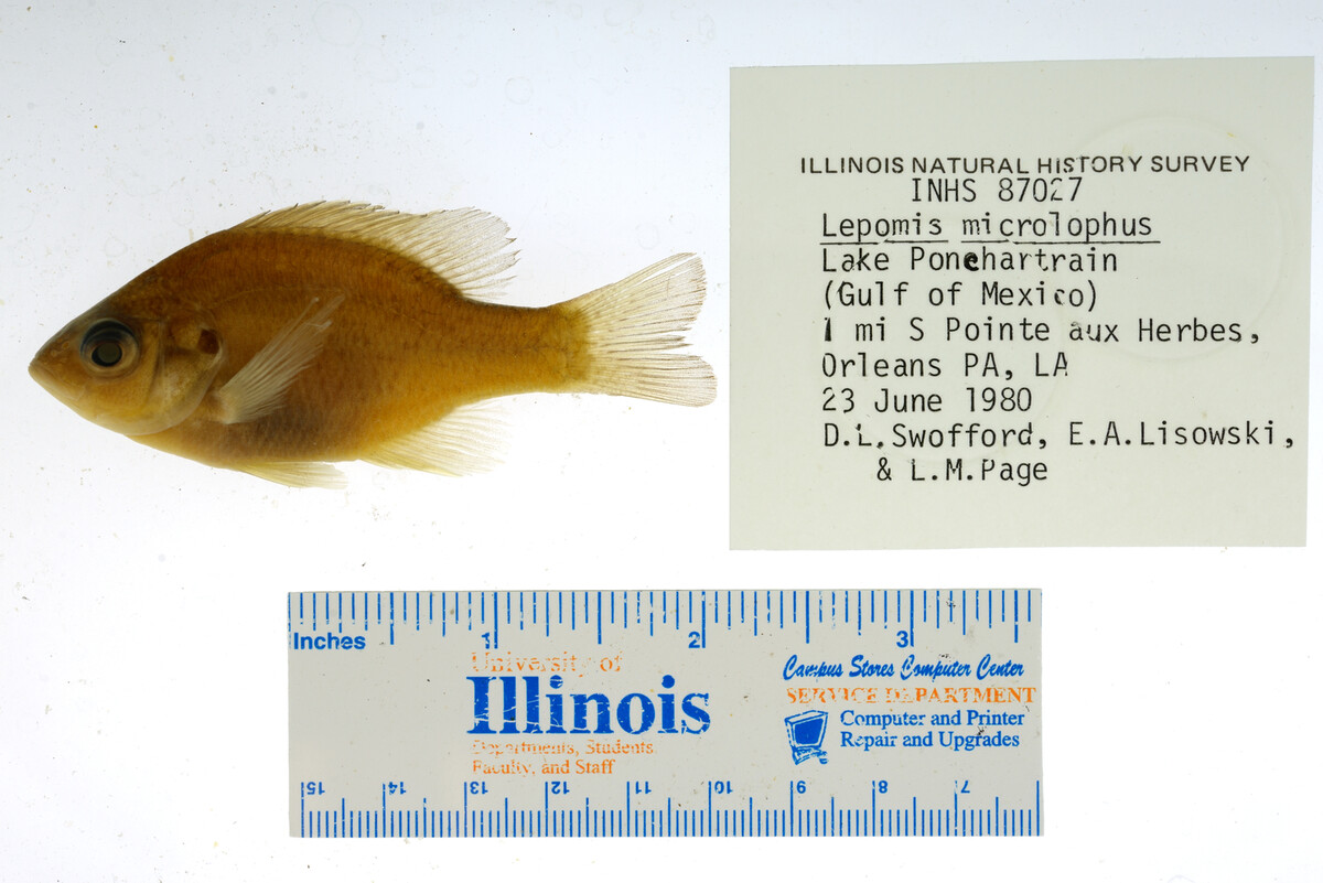 Lepomis microlophus image