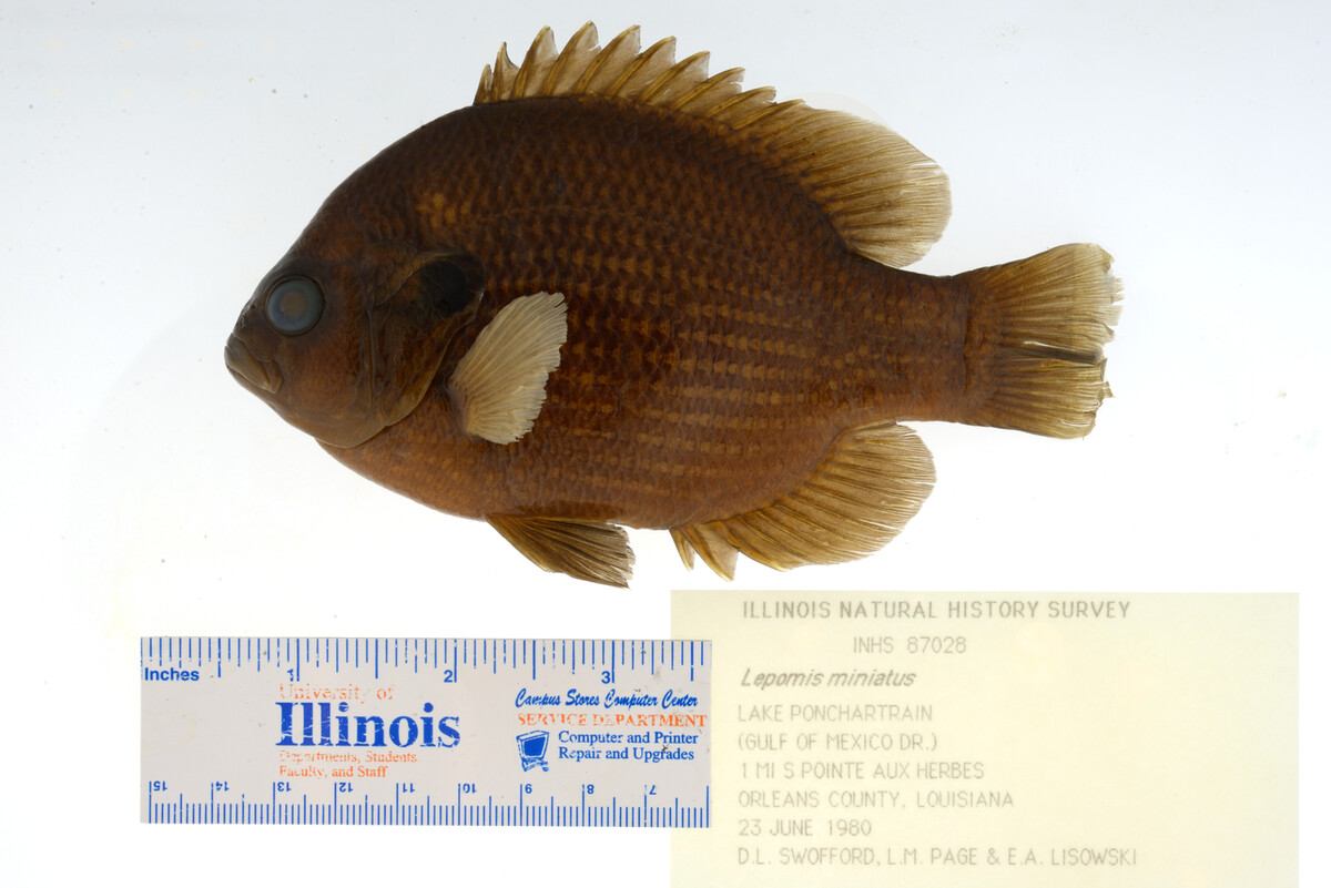 Lepomis miniatus image