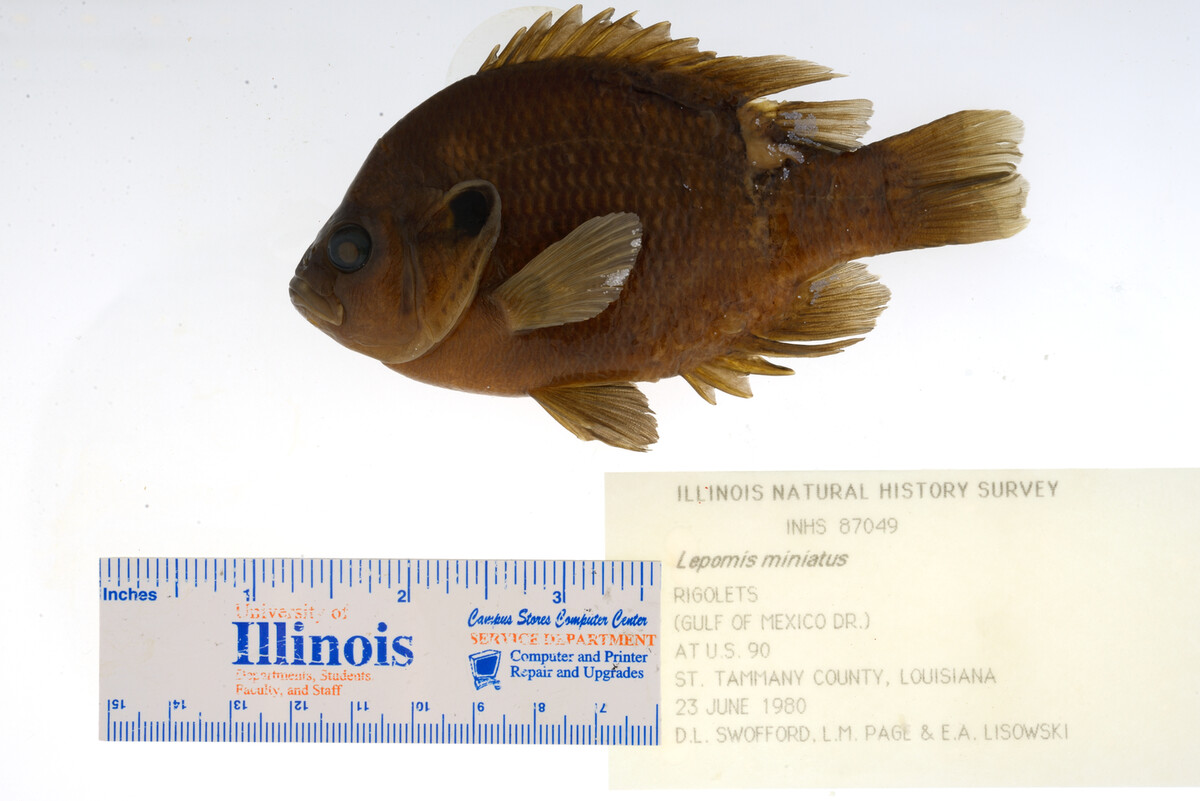 Lepomis miniatus image