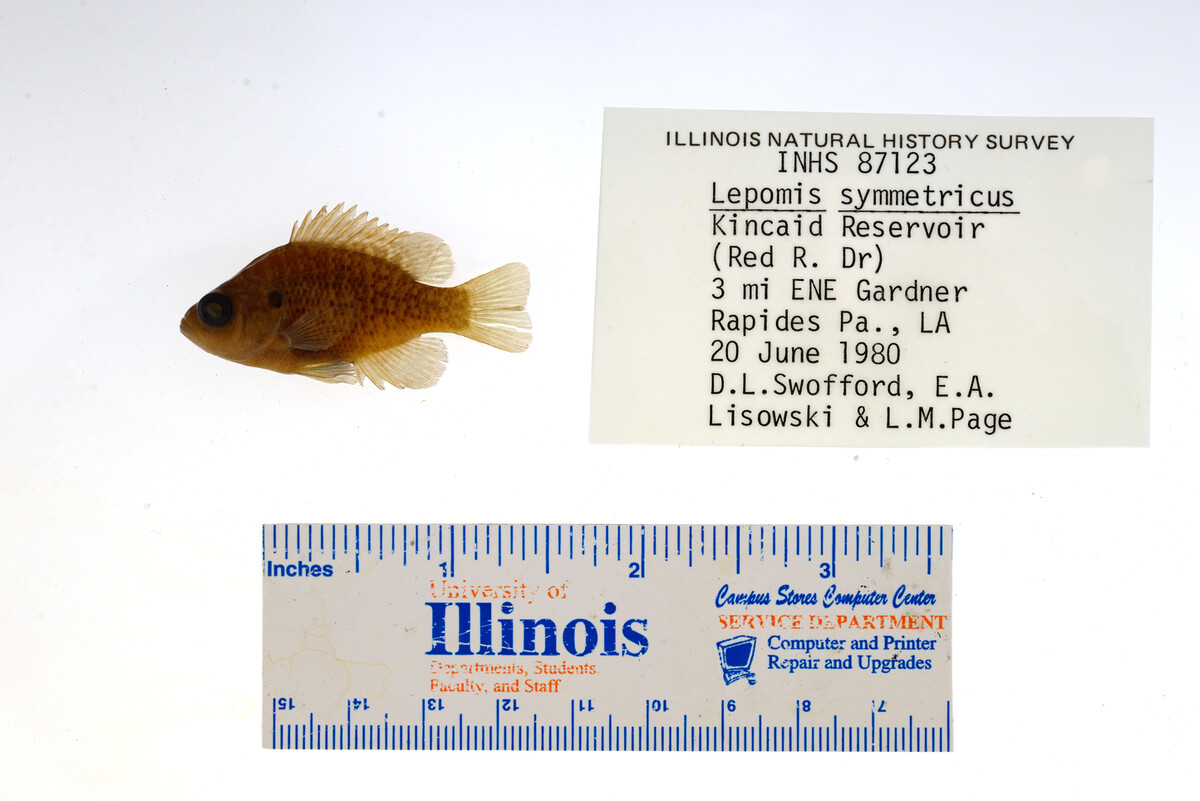 Lepomis symmetricus image