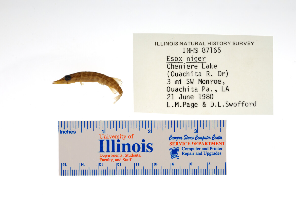 Esox niger image