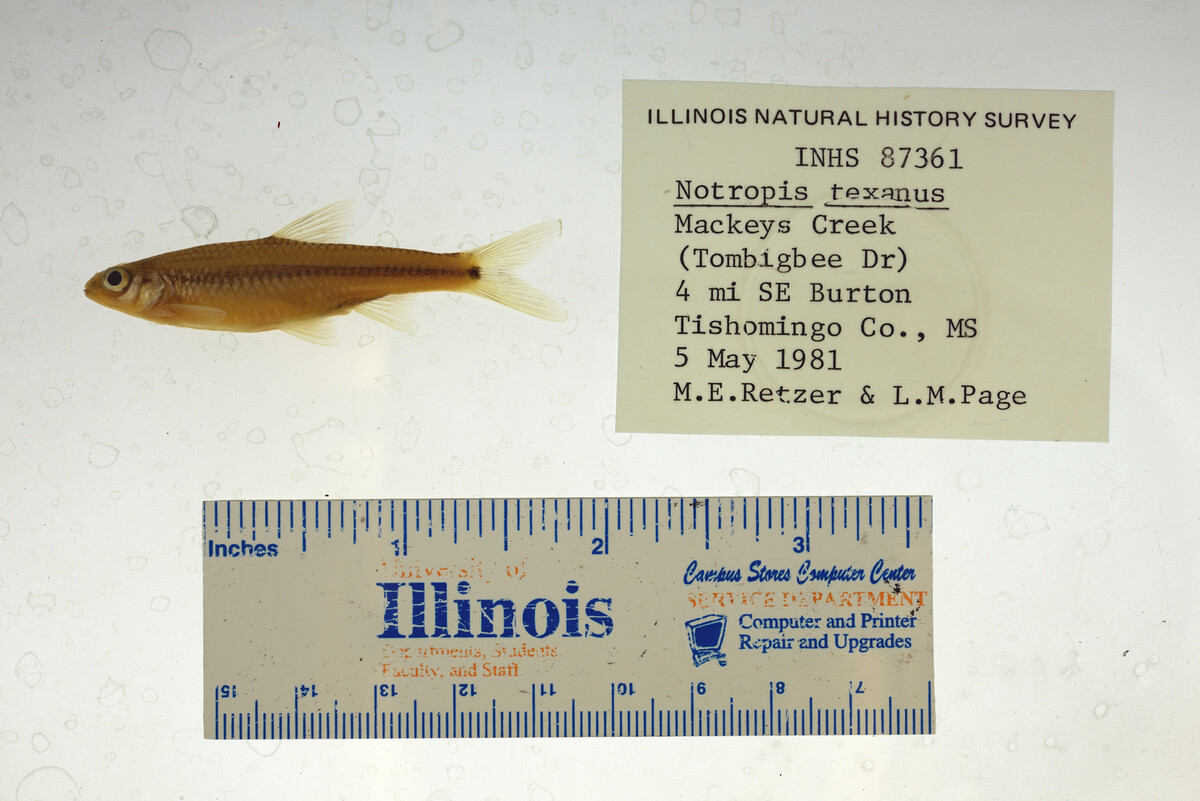 Notropis texanus image