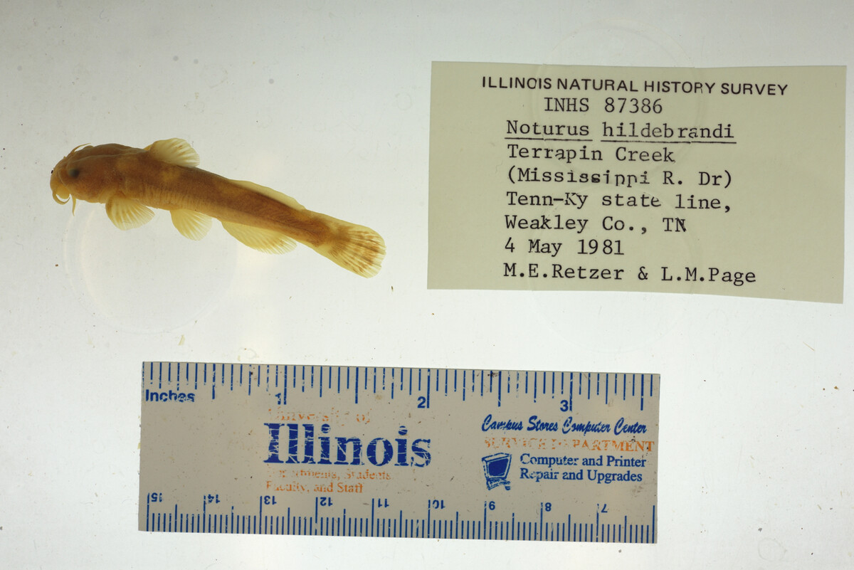 Noturus hildebrandi image