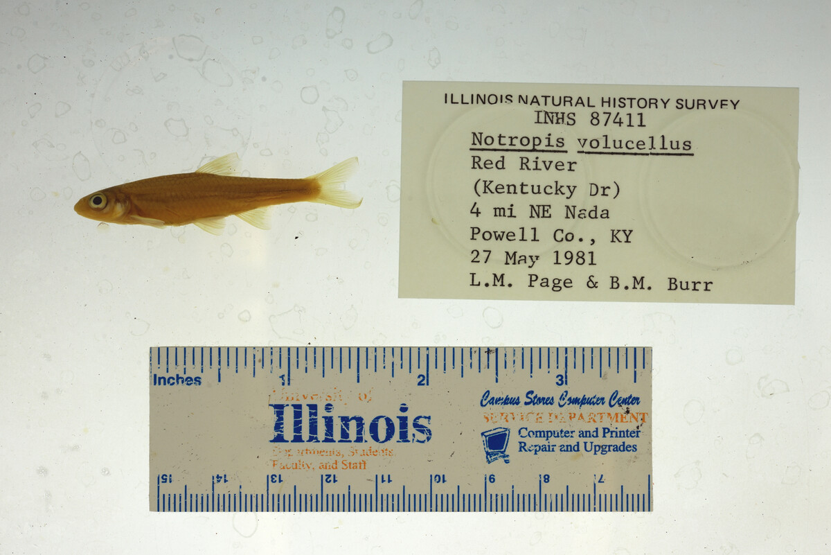 Notropis volucellus image