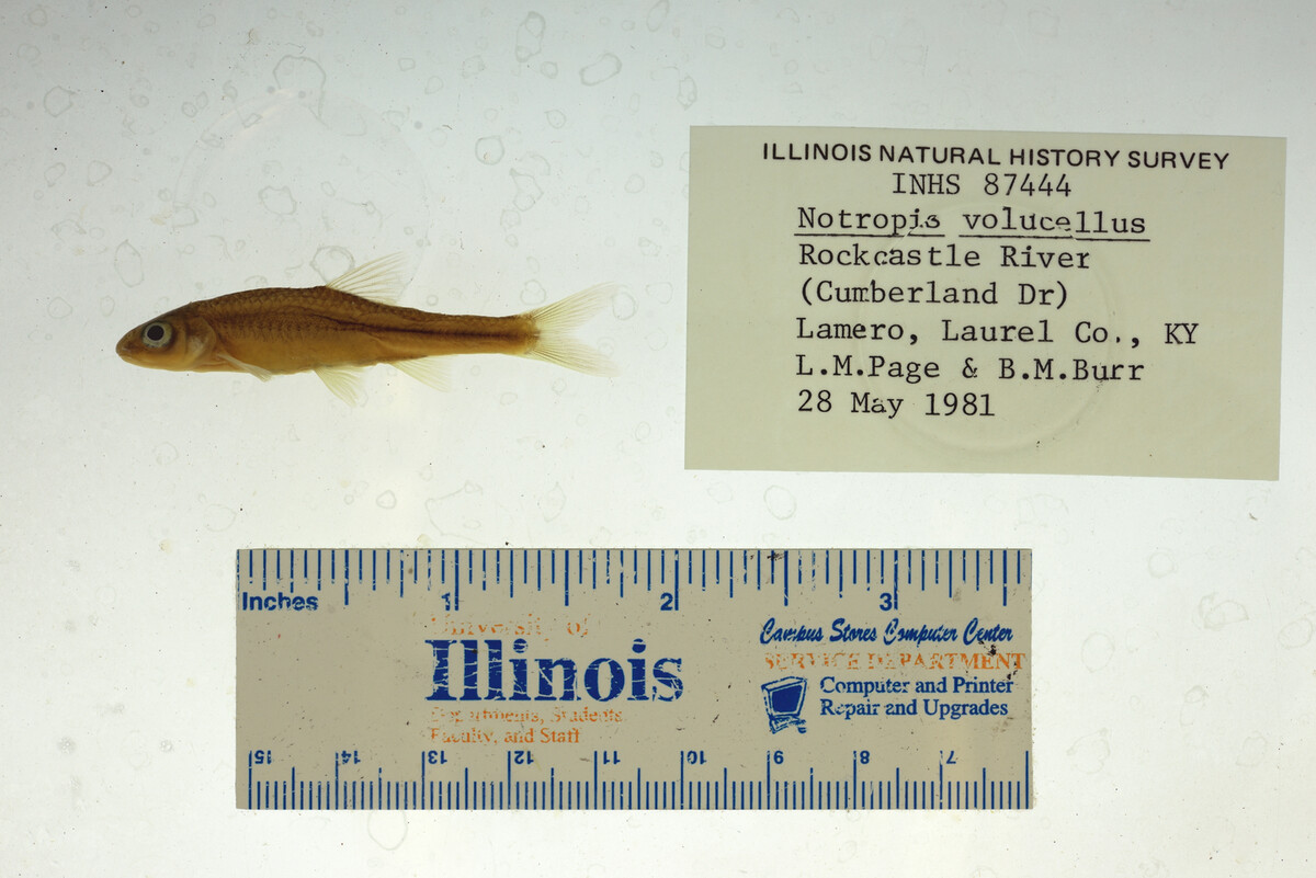 Notropis volucellus image