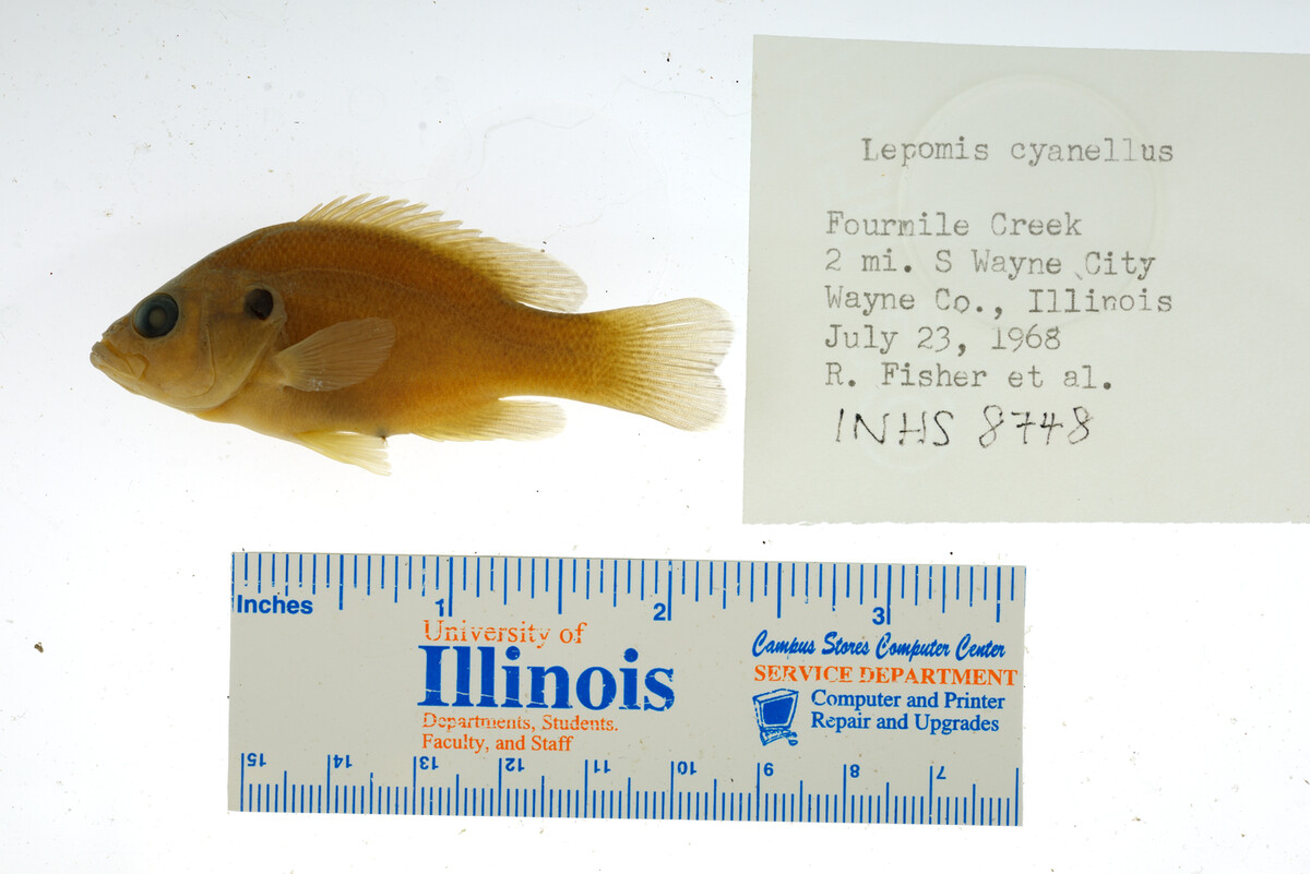 Lepomis cyanellus image