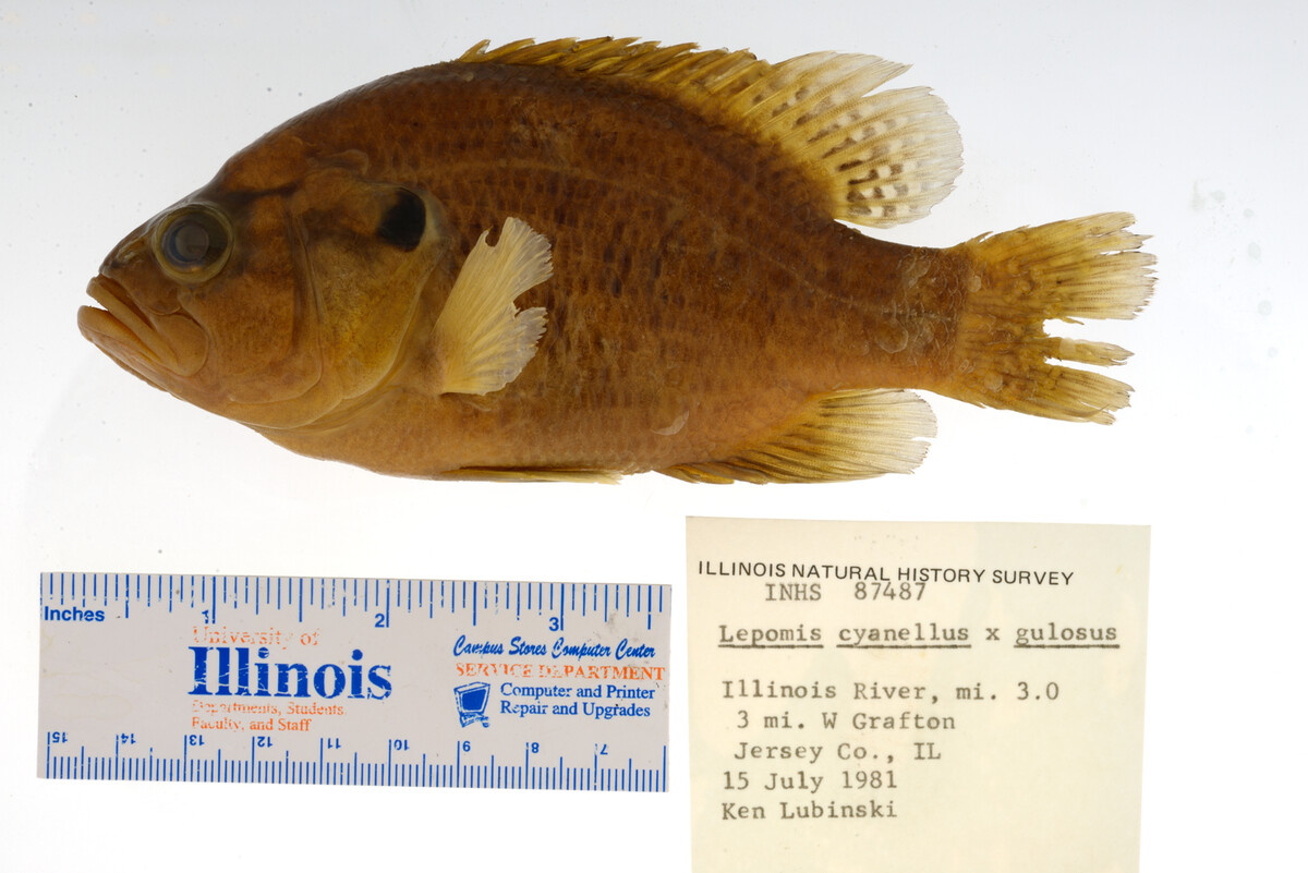 Lepomis gulosus image