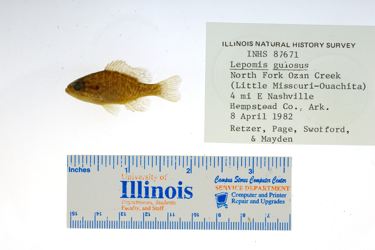 Lepomis gulosus image