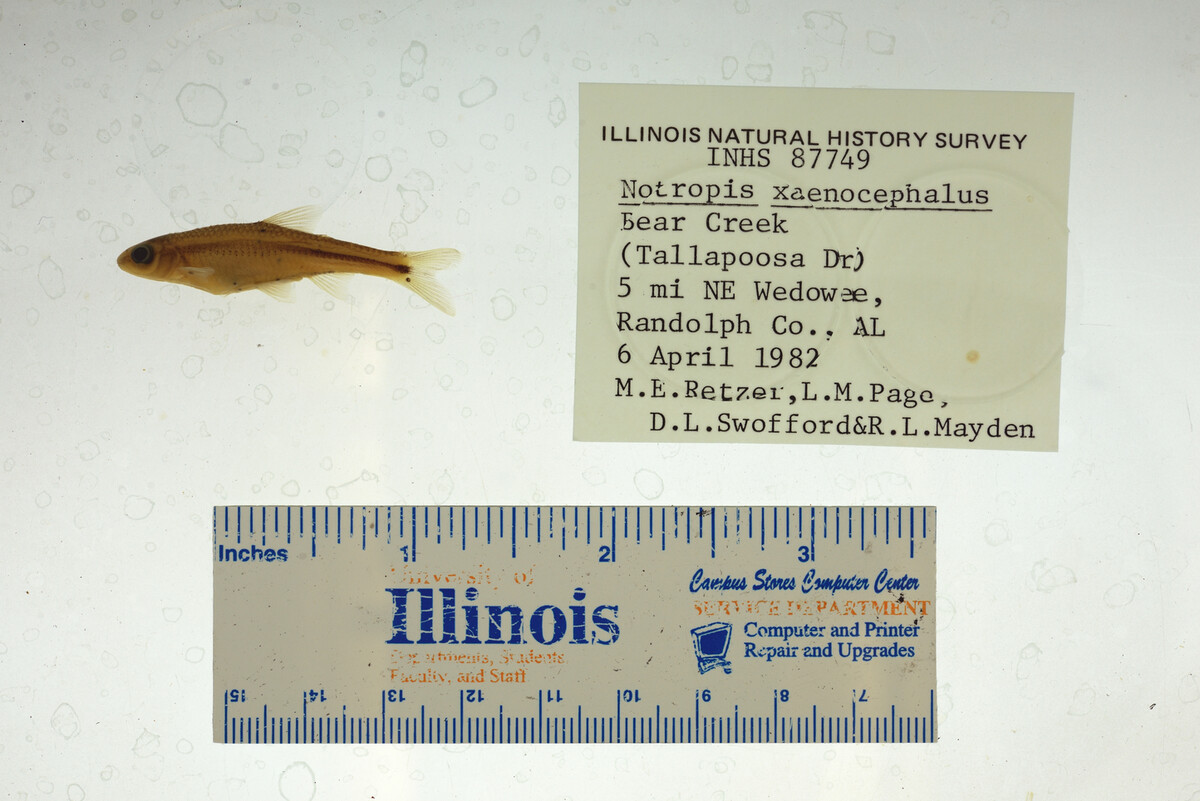 Notropis xaenocephalus image