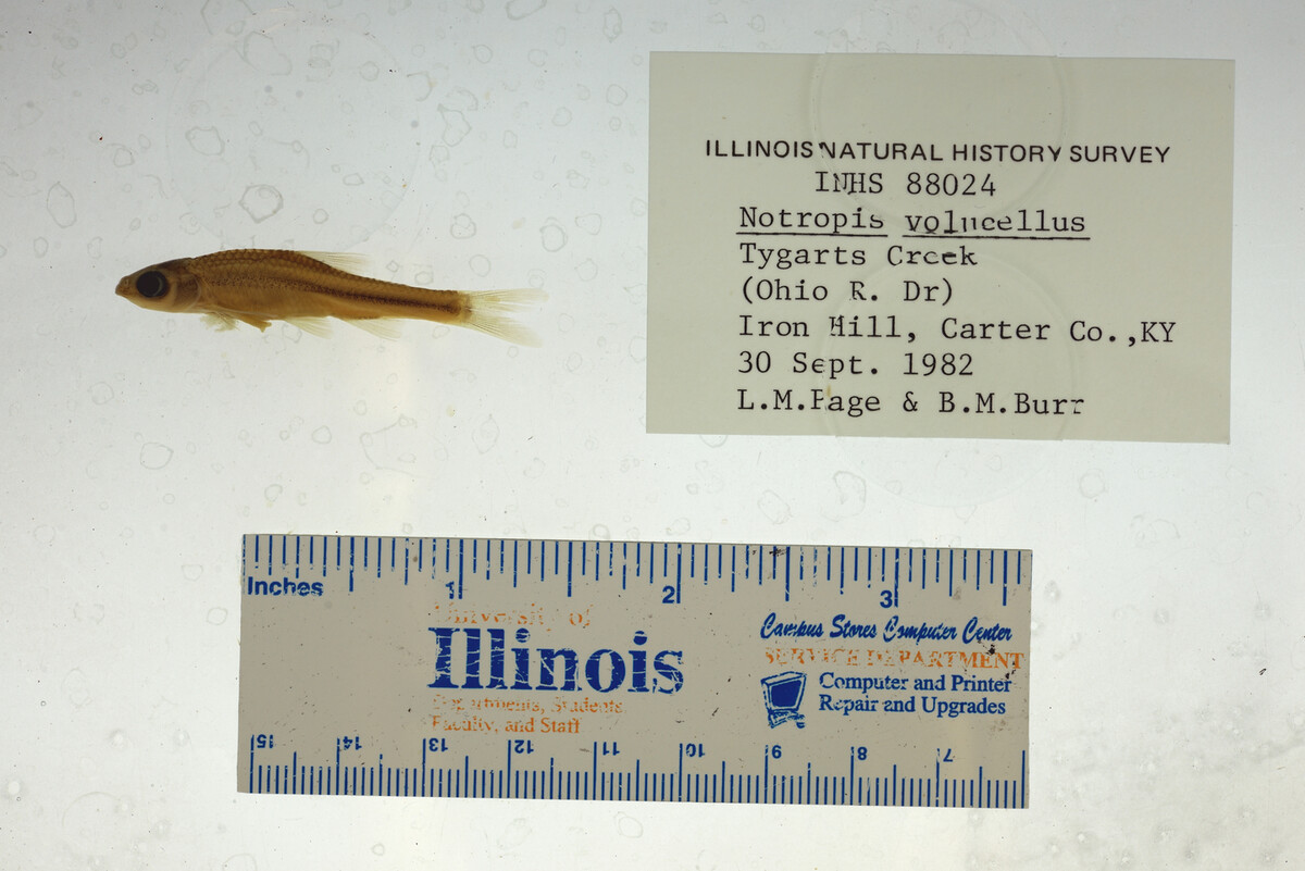 Notropis volucellus image