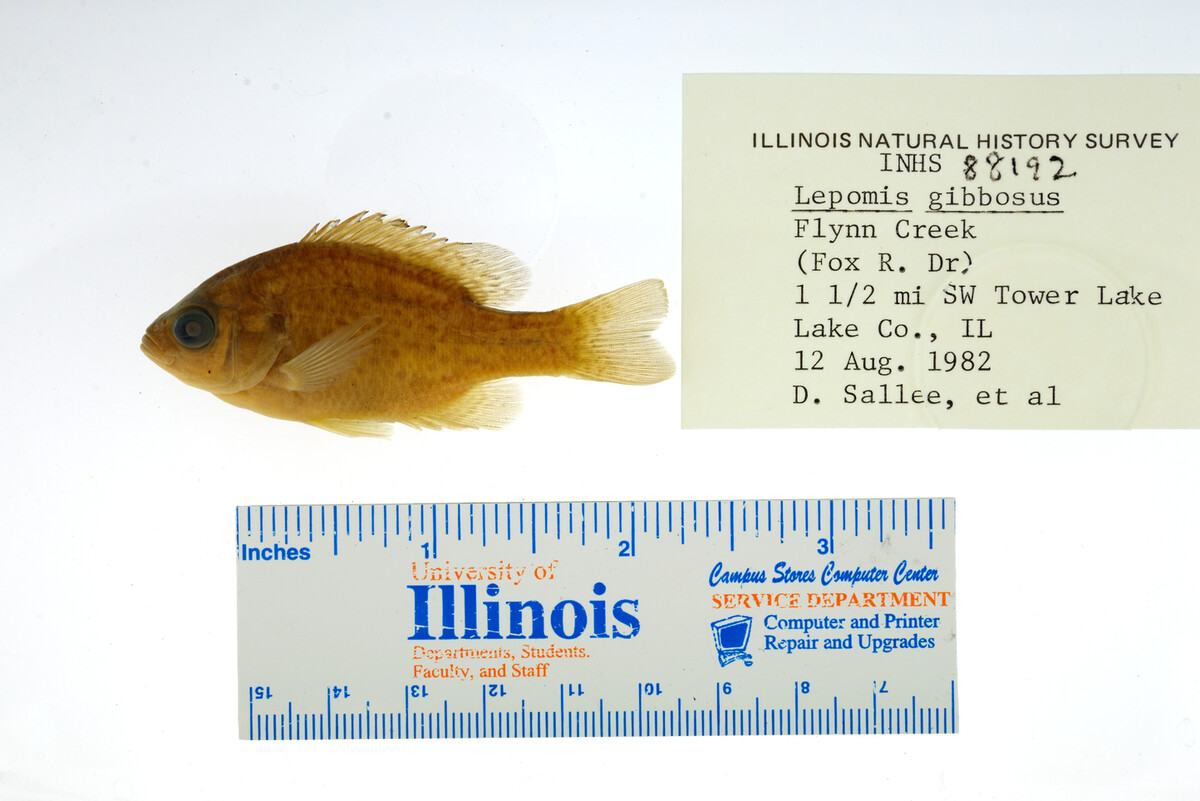 Lepomis gibbosus image