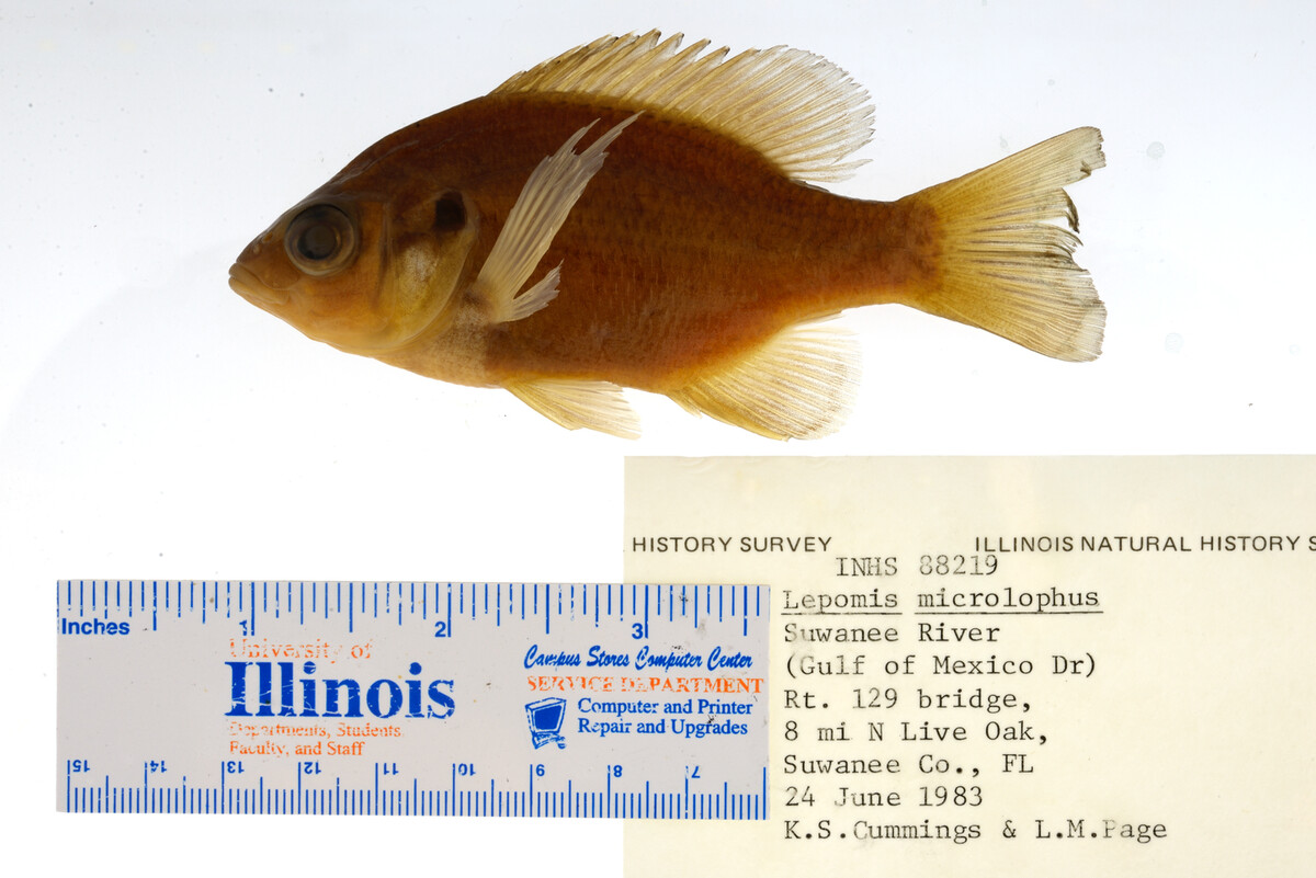Lepomis microlophus image