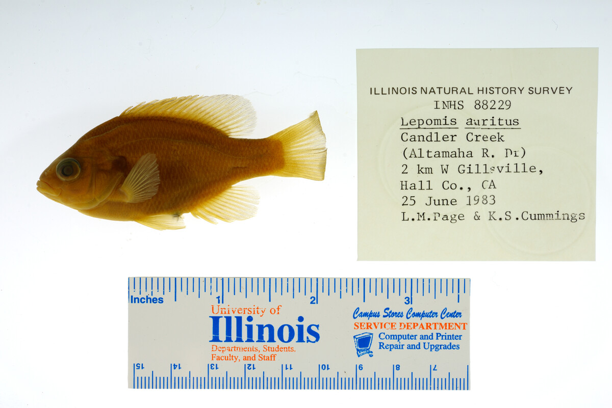 Lepomis auritus image